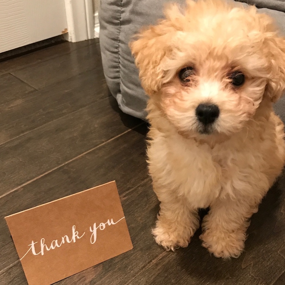 Meet your Posher, Bear!